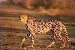 Quel est cet animal ?