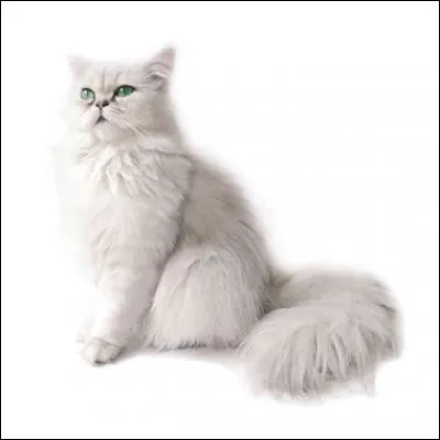 Combien y a-t-il environ de races de chats ?