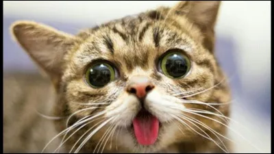 Quels sont les deux sens les plus développés chez le chat ?