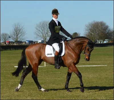 Sur quel animal aimerais-tu le plus monter ?