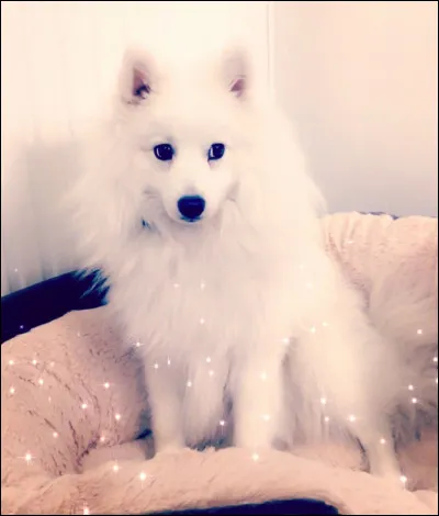 Comment s'appelle son chien ?