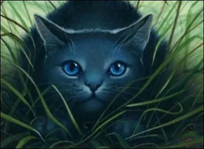 Qui était l'ancien chef du Clan du Tonnerre quand Étoile Bleue était lieutenant ?