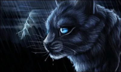 Comment s'appelait Étoile Bleue quand elle était chaton ?