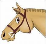 Quel est le nom latin du cheval ?