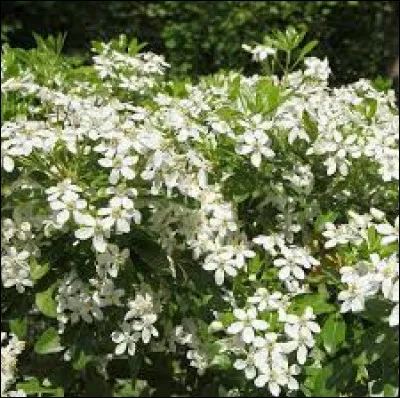 Ce sont des plantes :