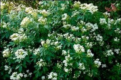 Quel est son nom latin ?