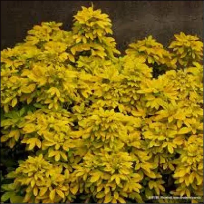 Ses feuilles sont-elles parfumées ?