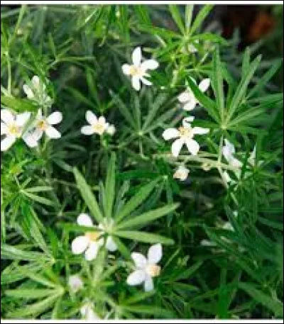 C'est en 1804 que cette plante fut découverte par :