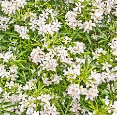 Quelle est cette variété ?