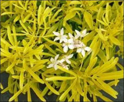 Reconnaissez-vous celle-là ?