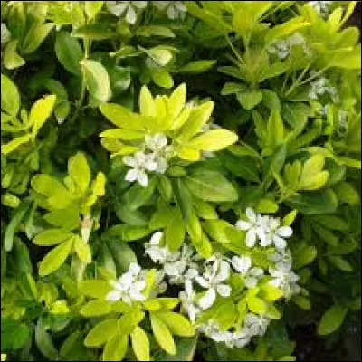 Peut-il atteindre les 2, 50 m ?