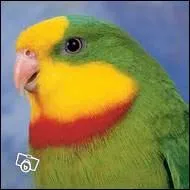 Quel animal est-ce ?