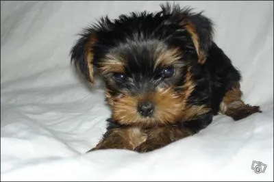 Quel animal est-ce ?