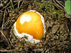 La photo ci-dessous reprsente une oronge vraie ou amanite des csars. Son nom vient du provenal  Ouronjo , qui signifie de couleur orange. Dans quel environnement pousse-t-elle principalement ?