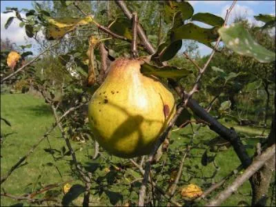 Dans la Grce antique, le coing, appel aussi pomme d'or, symbolisait la fertilit. Les jeunes maris en croquaient un bout avant de pntrer dans la chambre nuptiale. L'arbre  coing s'appelle :
