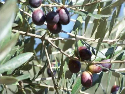 Rcoltes en novembre, les olives vertes sont cueillies avant de mrir, les olives noires aprs maturation. Parmi ces diverses appellations, laquelle n'est pas une olive ?