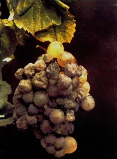 Responsable de 20 % des pertes de rcolte, le champignon Botrytis cinerea se dveloppe sur les baies de raisin. Sous certains climats, il permet de produire des vins liquoreux. On l'appelle alors :