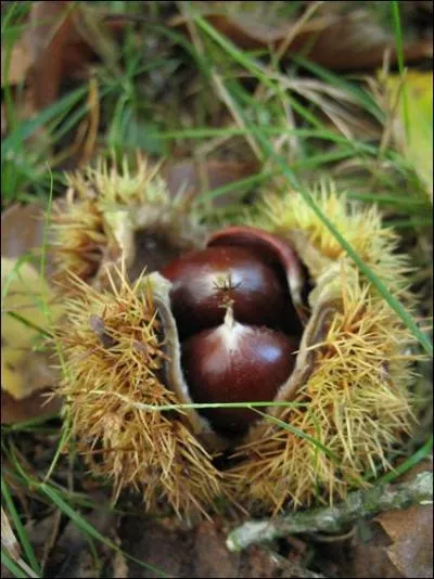 La chtaigne tait autrefois un aliment de base. Dans les Cvennes et le Limousin, le chtaignier tait appel :