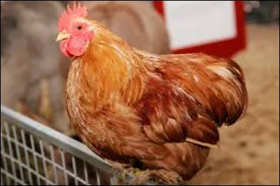 La poule pond des ufs.