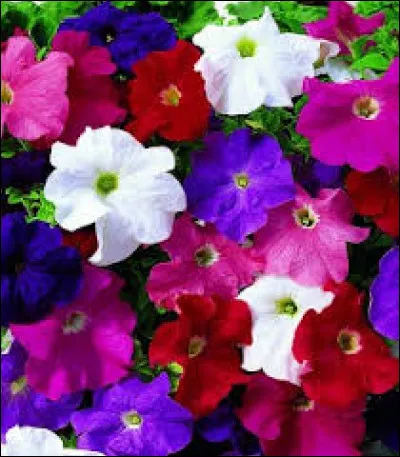 Regardez cette photo, on y voit des chrysanthèmes.