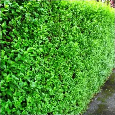 Quel arbuste aux feuilles et aux baies toxiques, de la famille des ol&eacute;ac&eacute;es, est tr&egrave;s utilis&eacute; pour les haies ?