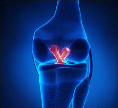 Dans le corps humain, où se situe les ligaments croisés ?