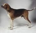 Quiz Races de chiens