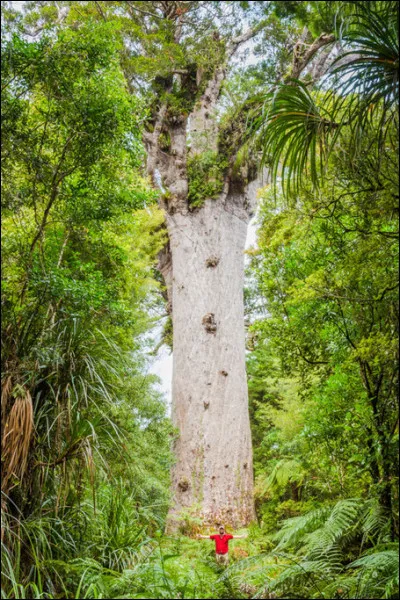 Tane Mahuta est un kauri géant. Que veut dire ce nom en Maori ?