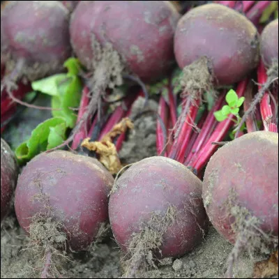 La famille de plantes à fleurs Amaranthaceae, cultivées pour leurs racines, est généralement appelée...