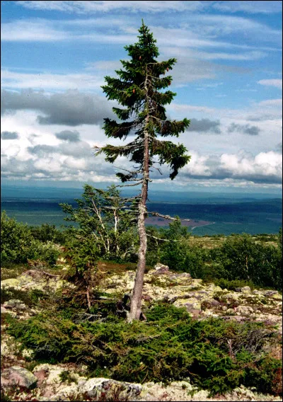 Old Tjikko est un arbre vieux de 9 550 ans, à quelle espèce appartient-il ?