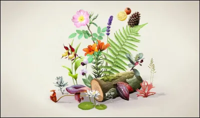 Comment s'appelle cette méthode de diffusion de la plante ?