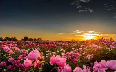 Quelle fleur préfères-tu ?