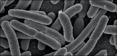 Que nous montre la photo ?