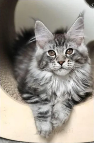 Un chat peut courir jusqu'à 40 km :