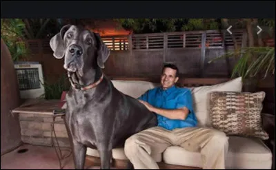 Le plus grand chien au monde mesure plus d'un mètre :