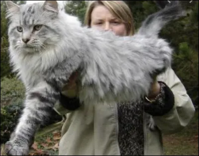 Le chat le plus grand au monde mesure plus de deux mètres :