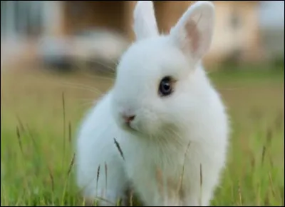 Les lapins qui sautent le plus haut au monde sont les Danois :