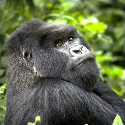 Quelle primatologue sp&eacute;cialiste des gorilles a &eacute;t&eacute; assassin&eacute;e en 1985 ?