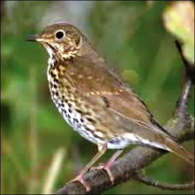 Selon une expression, quel oiseau noir mange-t-on quand on n'a pas de grive ?