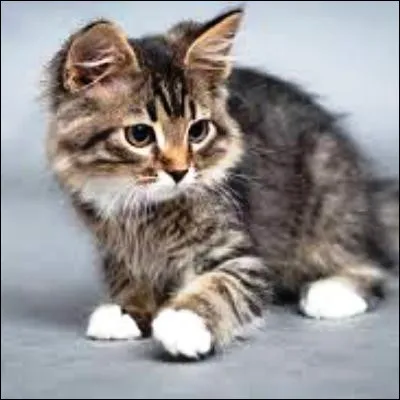 Quel race de chat porte un nom faisant allusion &agrave; ses origines tha&iuml;landaises ?