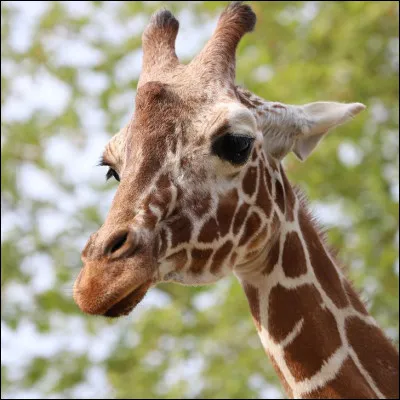 Le cou d'une girafe mesure environ 9 mètres.