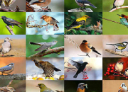 Quiz Les oiseaux du monde (9) - la Suisse