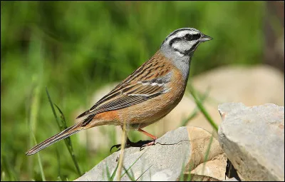 Cet oiseau apprécie les milieux rocheux, à végétation herbacée et buissonnante. Il se nomme...
