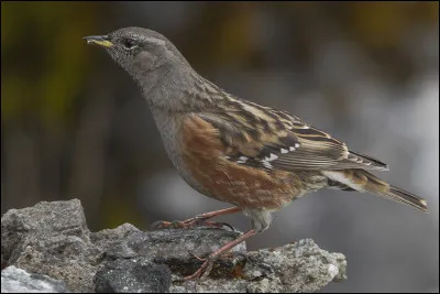 Son proche cousin est omniprésent en Europe occidentale jusque dans les villes, mais cet oiseau est plutôt localisé dans les environnements d'altitude. Comment se nomme t'il ?