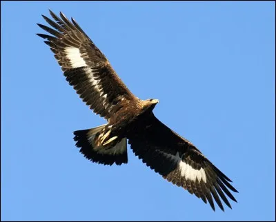 Ce rapace est l'un des plus connus au monde. Emblématique du massif des Alpes, c'est bien sûr...