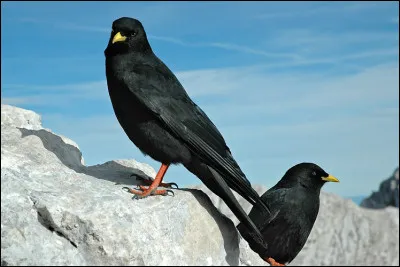 Cet oiseau de la famille des corvidés est souvent reconnu à la couleur de son bec. L'avez vous identifié ?