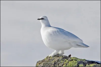 De couleur brune durant la belle saison, cet oiseau adopte un plumage blanc pour passer l'hiver, qui est souvent neigeux dans les habitats altitudinaux qu'il fréquente. Quelle est cet espèce ?