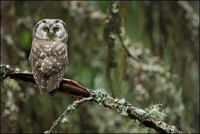 Ce rapace nocturne niche le plus souvent dans d'anciennes loges de pics noirs. Quel est son nom ?