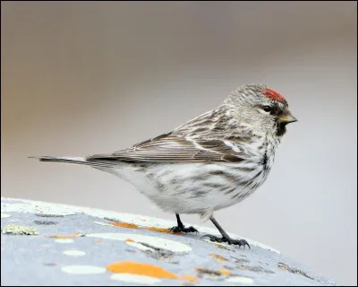 Hivernant régulier dans la majeure partie de l'Europe occidentale, cet oiseau y est aussi nicheur en petite quantité, notamment en Suisse. C'est...