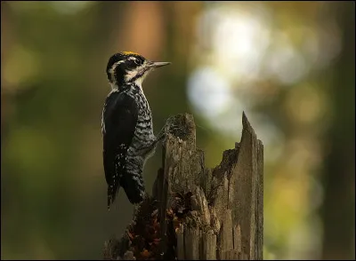 Relique de la dernière aire glaciaire qui s'est abattue sur l'Europe, cet oiseau est maintenant localisé aux forêts d'altitude ou nordiques. Quel est son nom ?